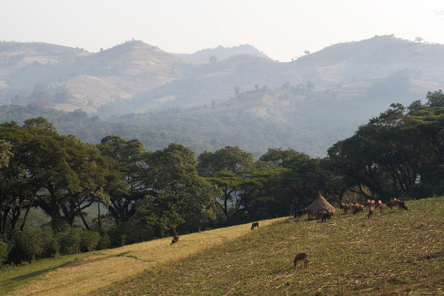 Sweet & Funky - Ethiopia Buture