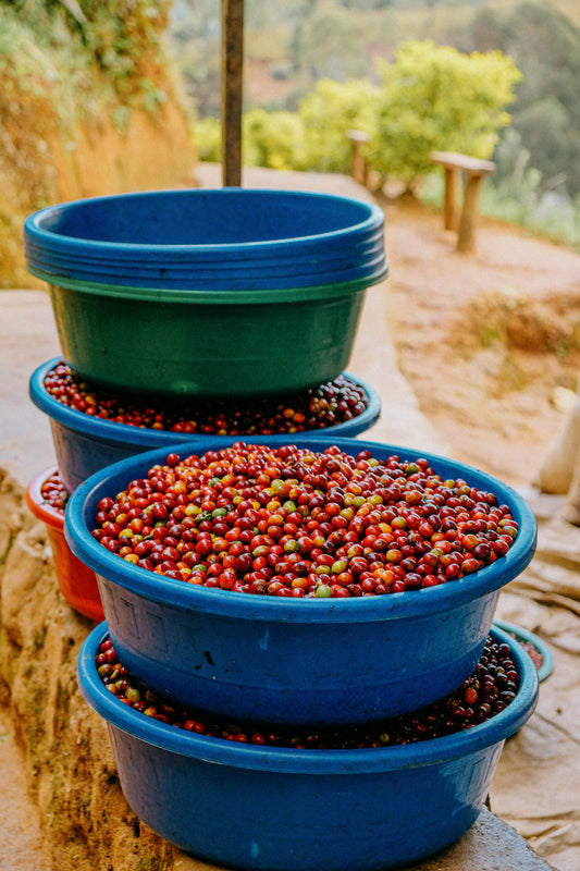 Fruity & Floral - Rwanda Gisanga