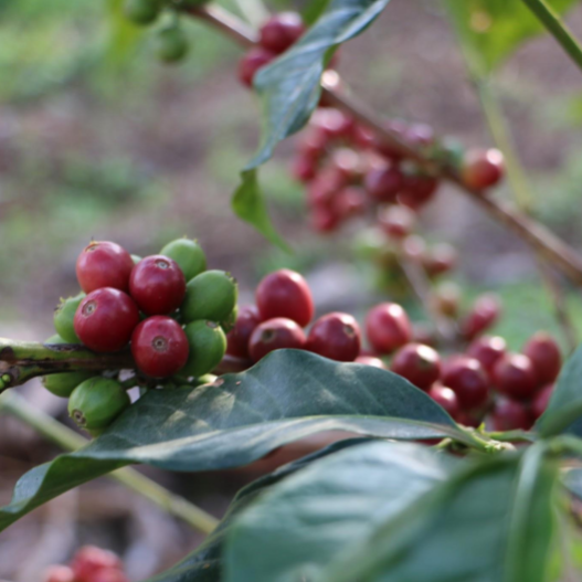 Coffee tasting (ENG) 3.9.2025
