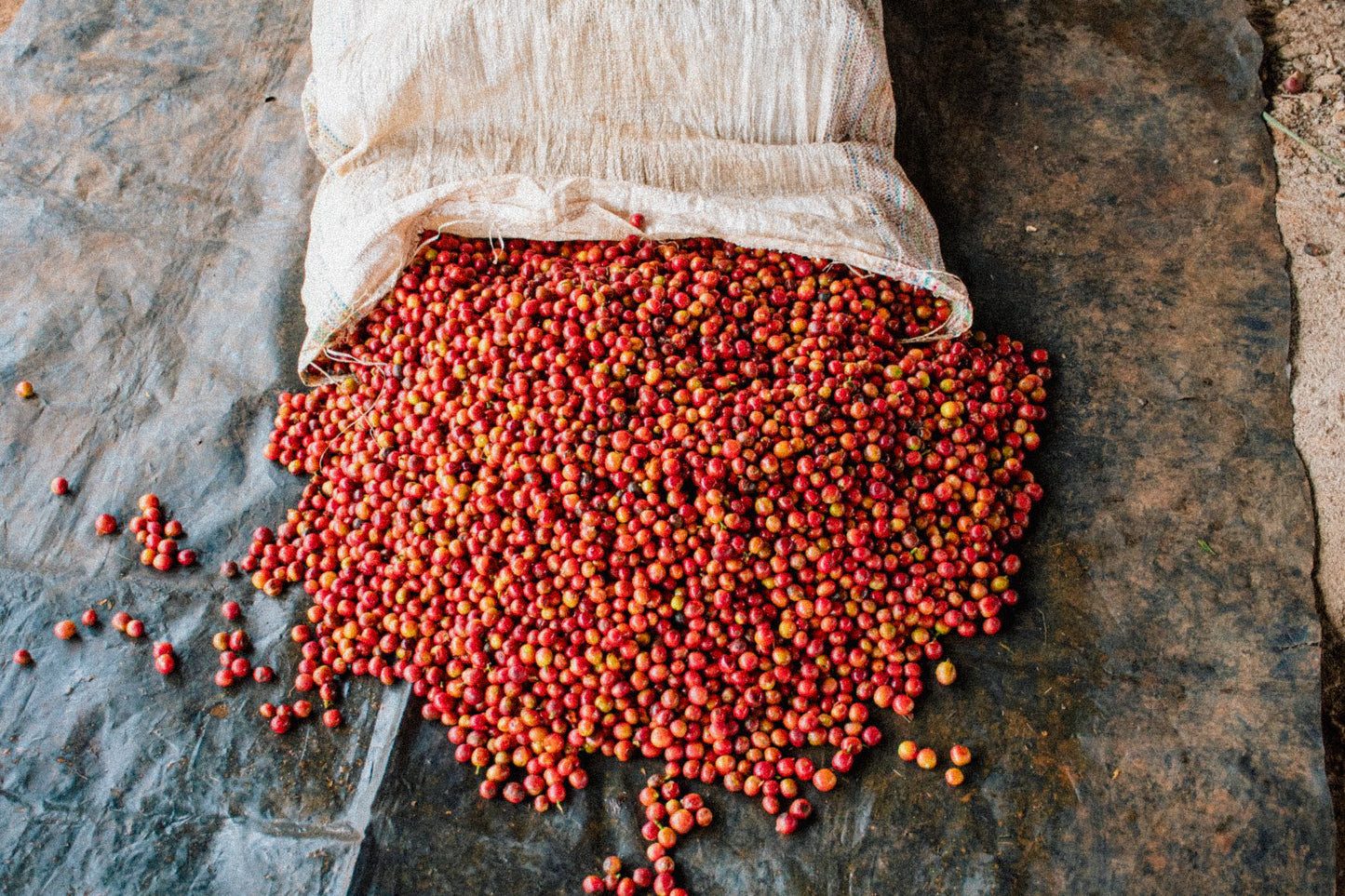 Fruity & Floral - Kenya Nyeri