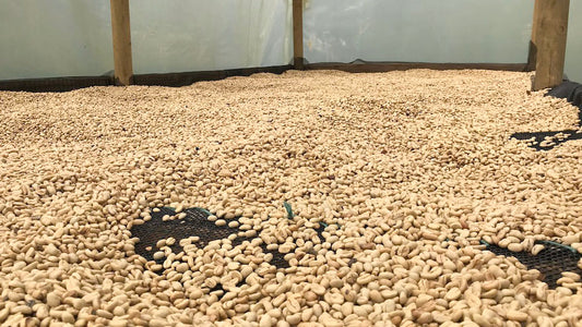 Uudet suojat helpottavat papujen kuivatusta Kolumbian pienillä kahvitiloilla