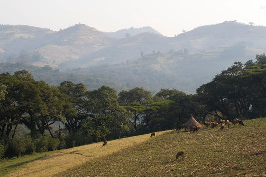Sweet & Funky - Ethiopia Buture