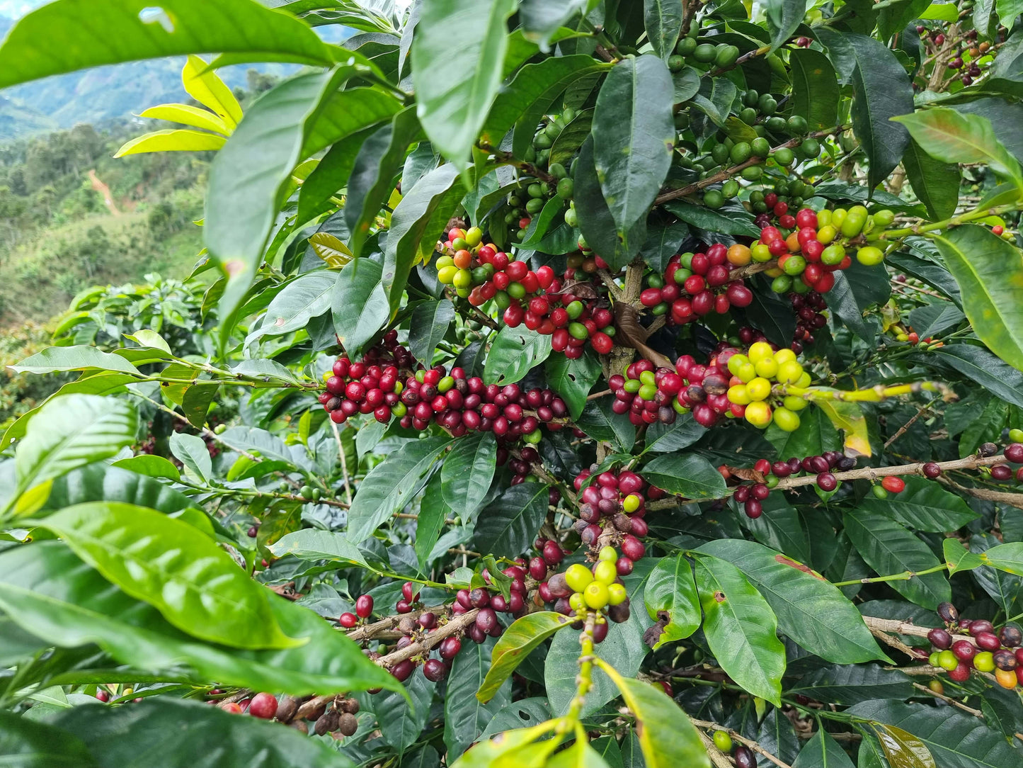 Fruity & Floral - Peru, Cajamarca, Caturra