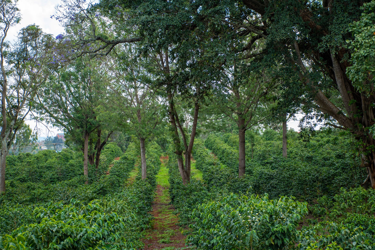 Fruity & Floral - Kenya Nyeri
