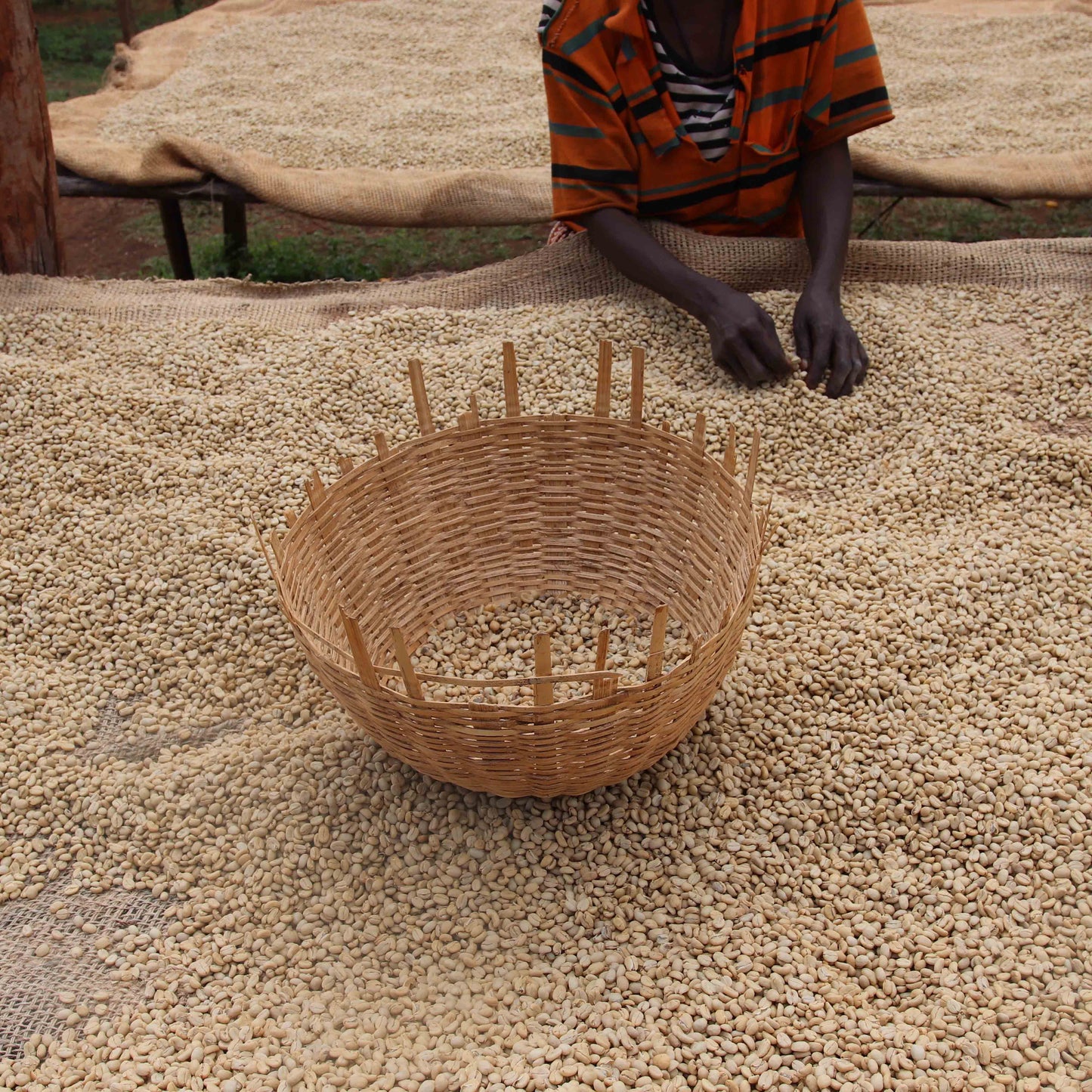 Fruity & Floral - Ethiopia Yirgacheffe Woreda