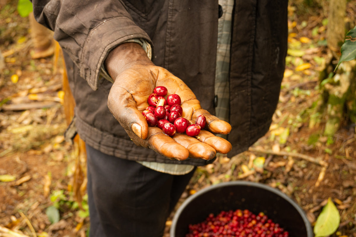 Fruity & Floral, Uganda, TGC - Miwu