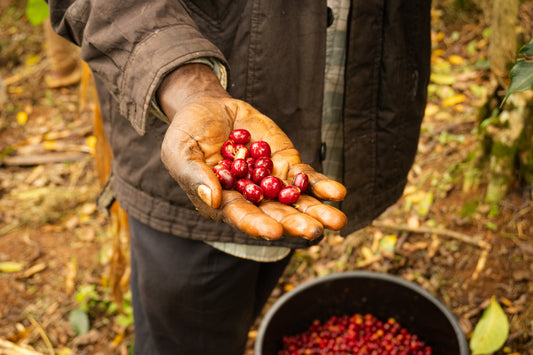 Fruity & Floral, Uganda, TGC - Miwu