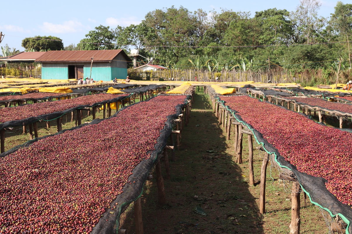 Sweet & Funky - Ethiopia Chelchele